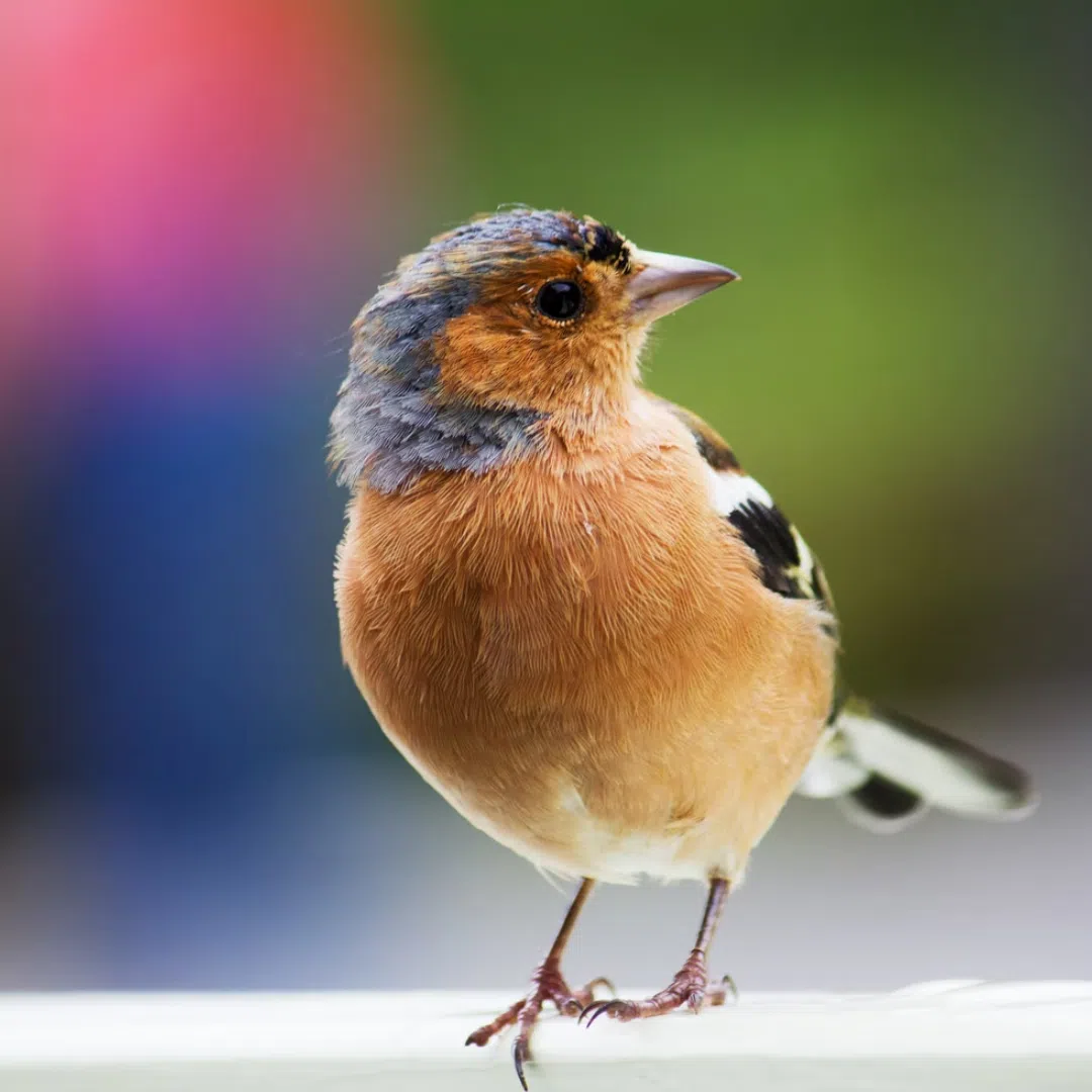 Birdlife bird yellow