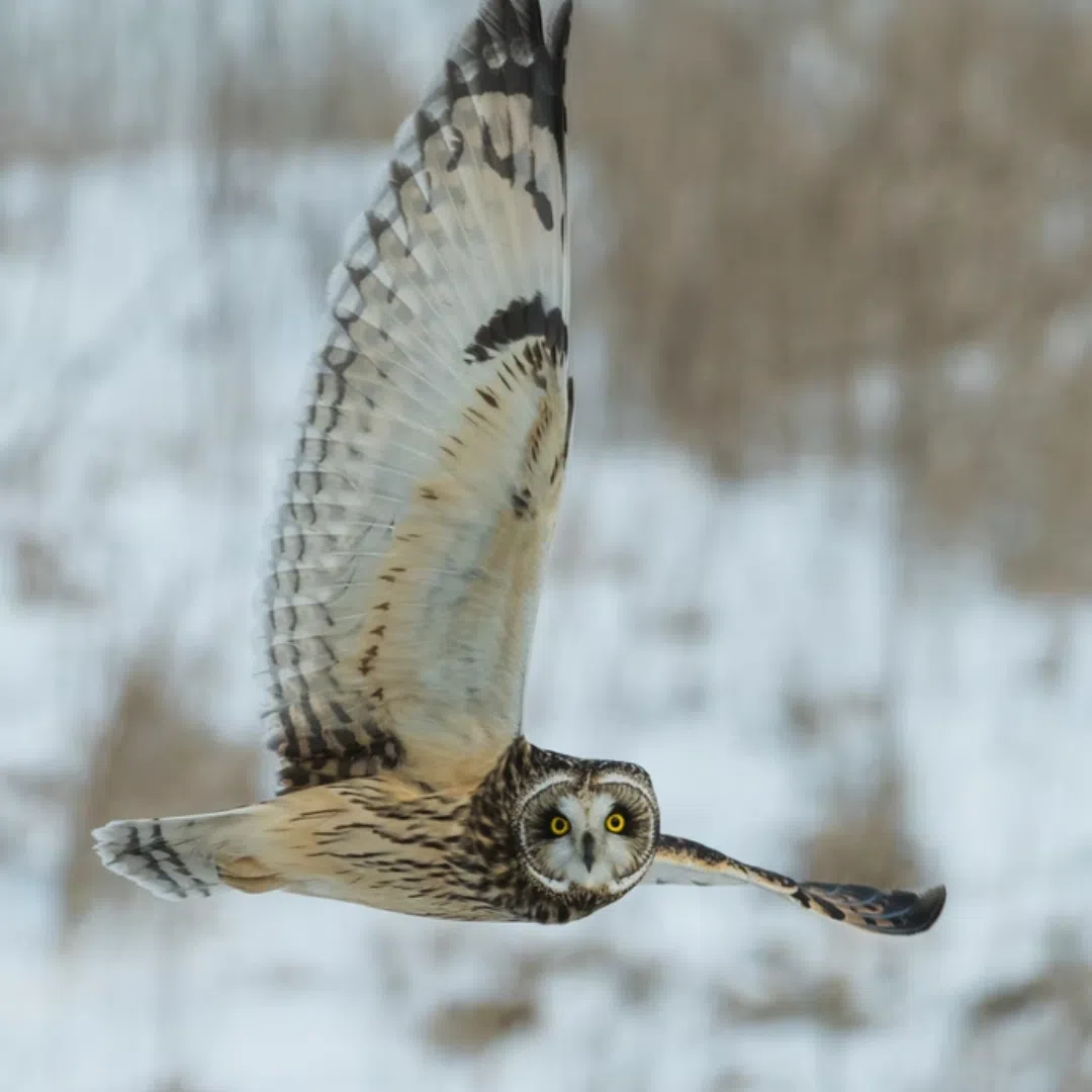 Birdlife bird owl