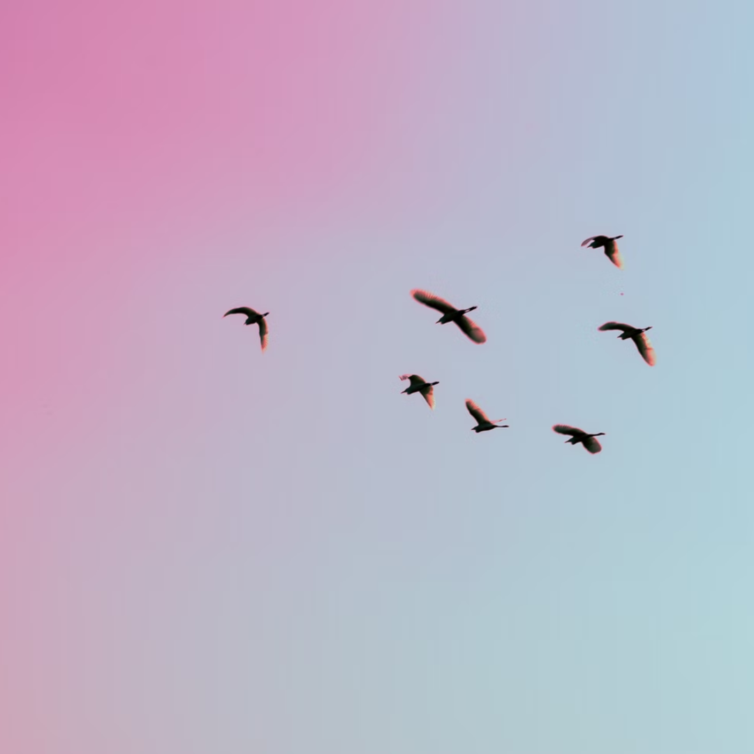 Birdlife bird sky