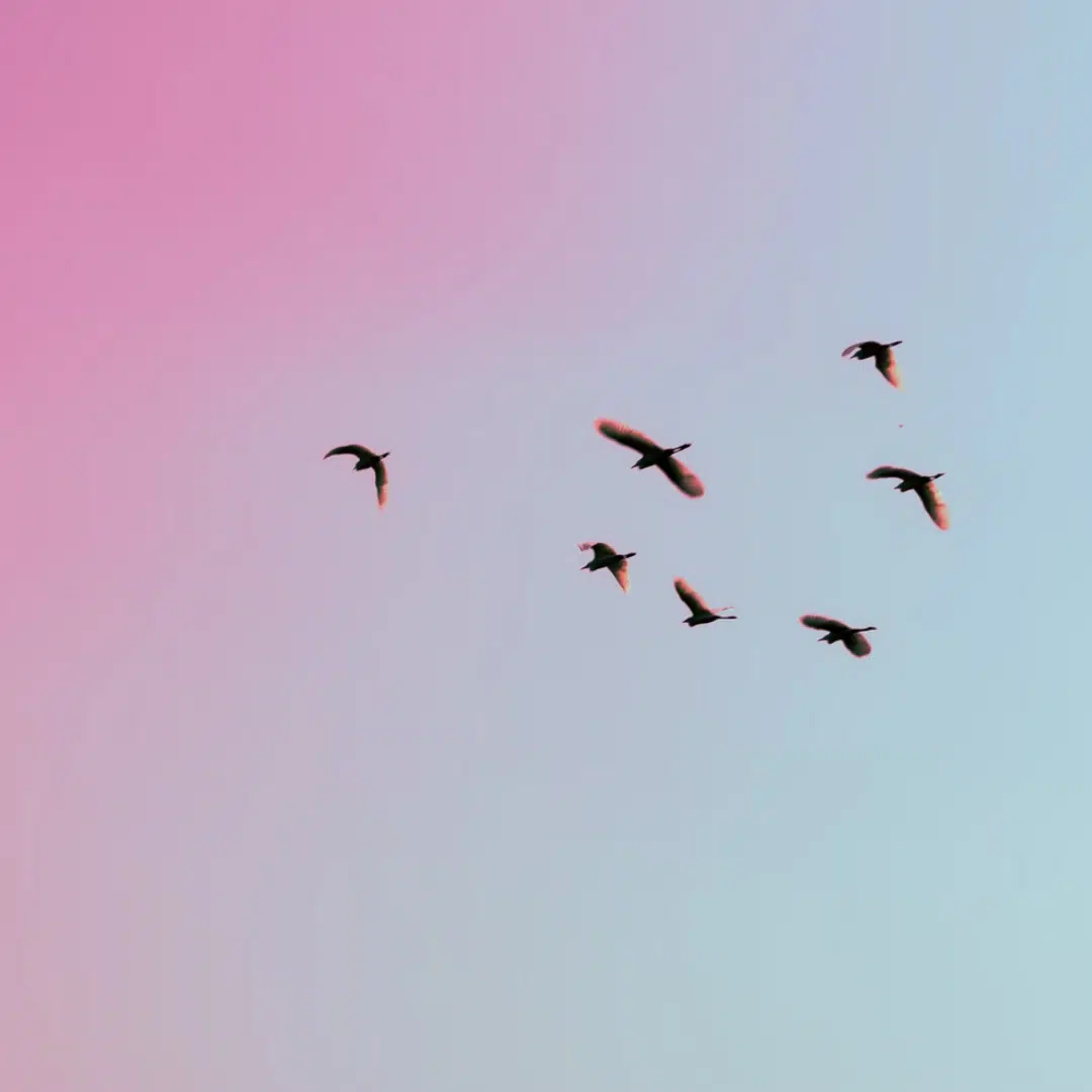 Birdlife bird sky