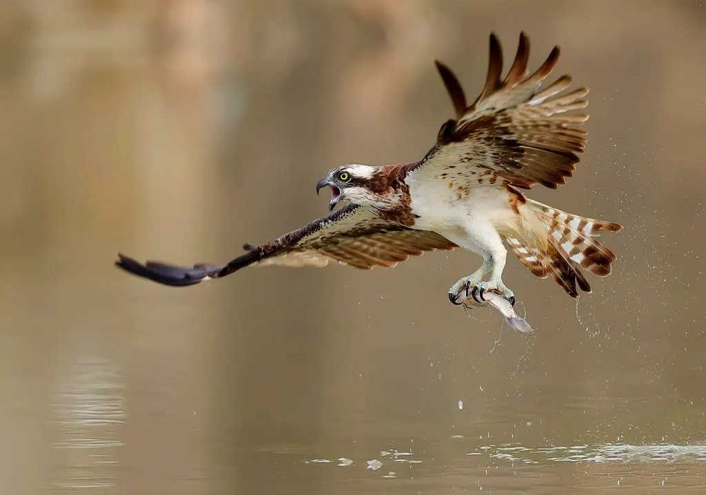 Fiskeørn, Osprey