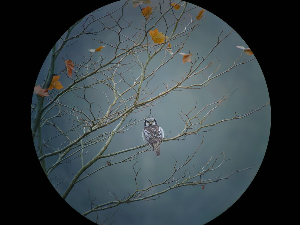 Høgeugle i digiscoping, Michael