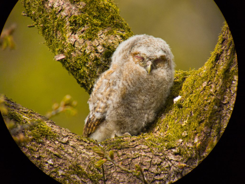 Natugle unge digiscoping