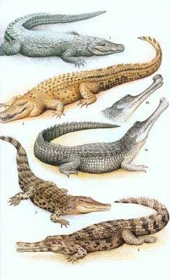 A Field Guide to the Reptiles of South-East Asia