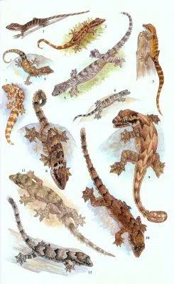 A Field Guide to the Reptiles of South-East Asia