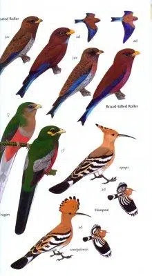 Birds of Ghana