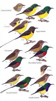 Birds of Ghana