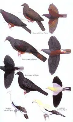 Birds of Melanesia