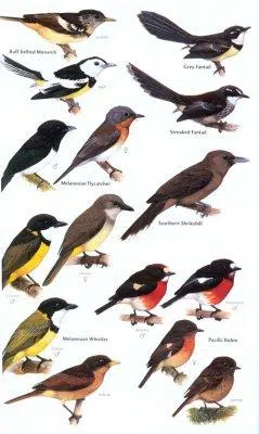 Birds of Melanesia