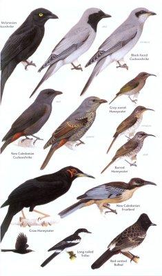 Birds of Melanesia