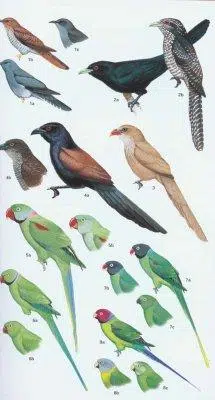 Birds of Pakistan