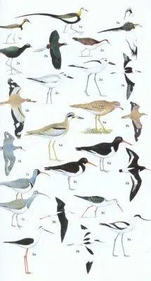 Birds of Pakistan