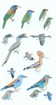 Birds of Pakistan