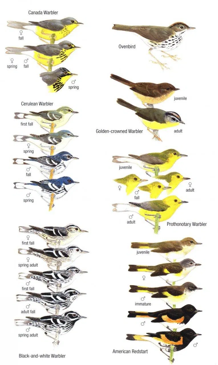 Birds of Trinidad and Tobago 3 udgave – Helm