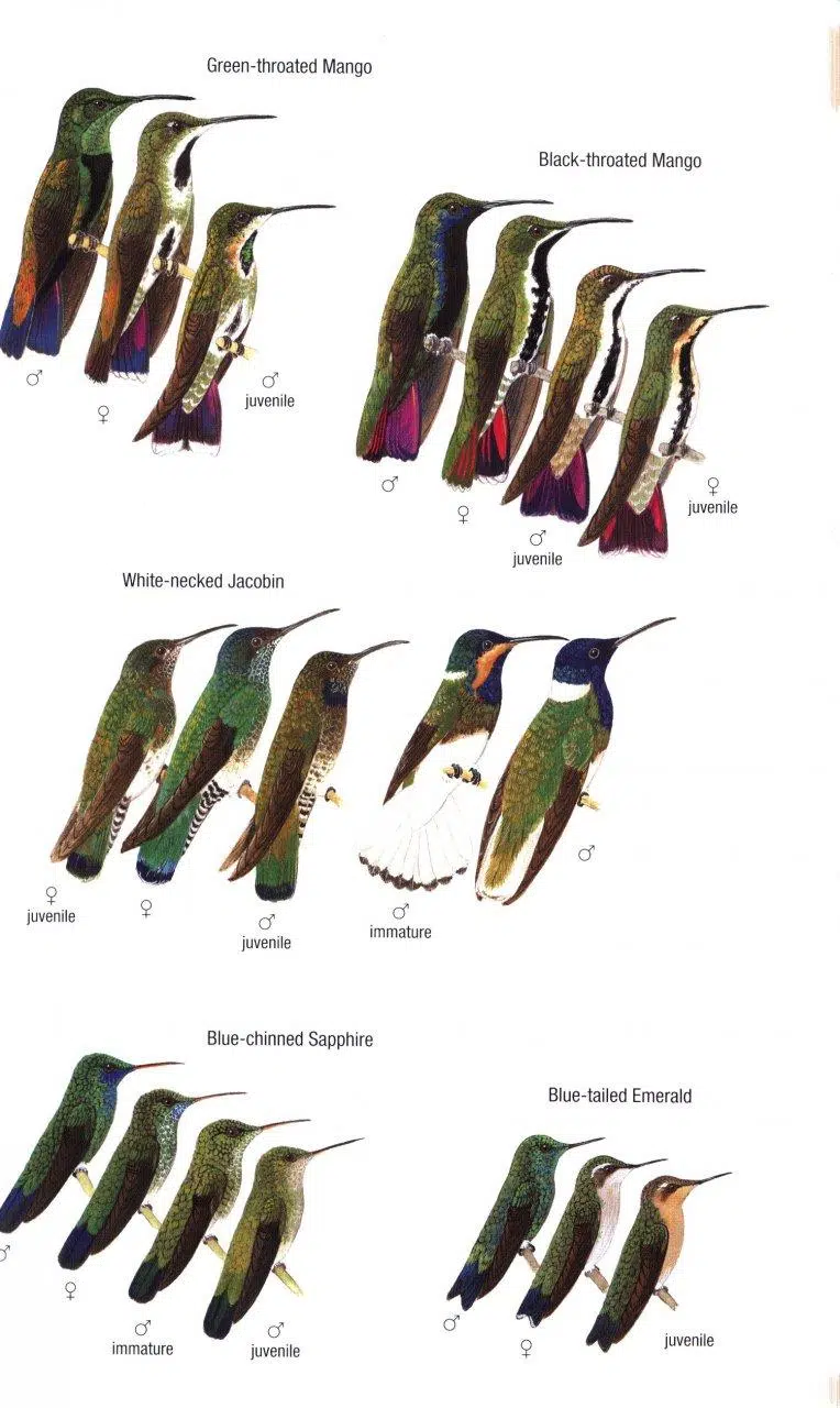 Birds of Trinidad and Tobago 3 udgave – Helm