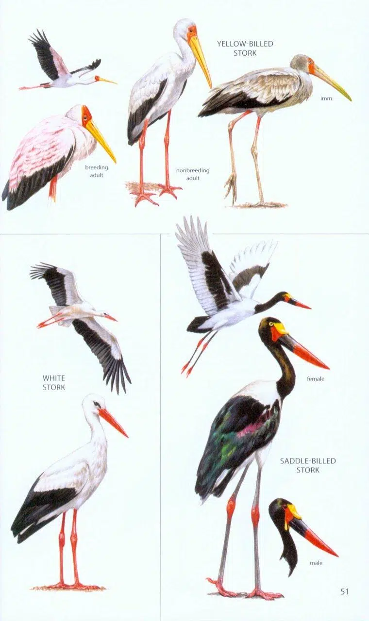 Birds of Botswana