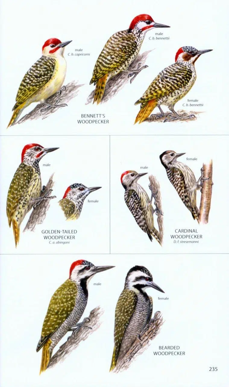 Birds of Botswana