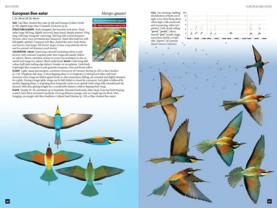 Flight Identification of European Passerines and Select Landbirds