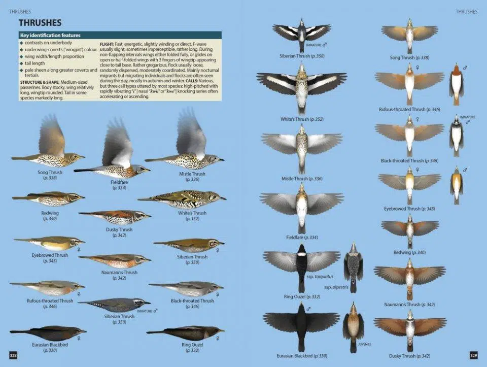 Flight Identification of European Passerines and Select Landbirds