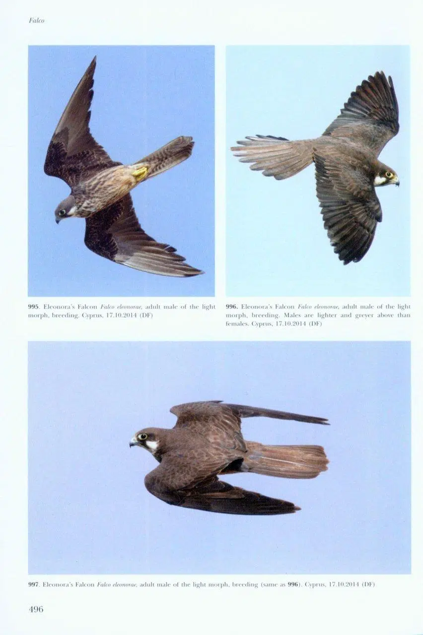 Flight Identification of Raptors of Europe, North Africa and the Middle East