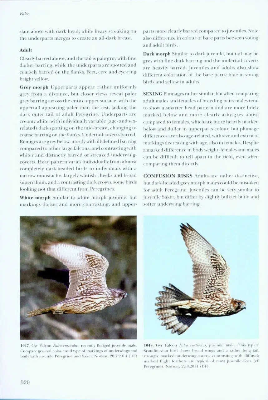 Flight Identification of Raptors of Europe, North Africa and the Middle East