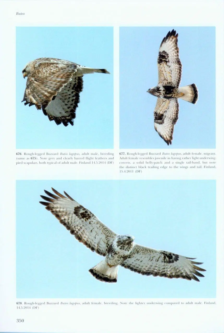 Flight Identification of Raptors of Europe, North Africa and the Middle East