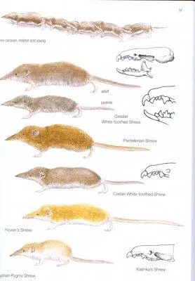 Mammals of Europe, North Africa and the Middle East