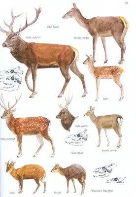 Mammals of Europe, North Africa and the Middle East