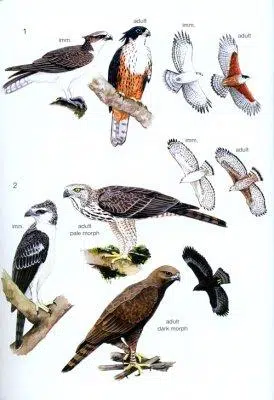 Phillipps’ Field Guide to the Birds of Borneo