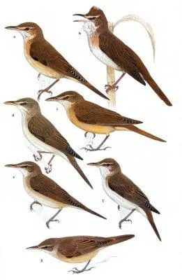 Reed and Bush Warblers