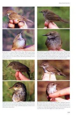 Reed and Bush Warblers