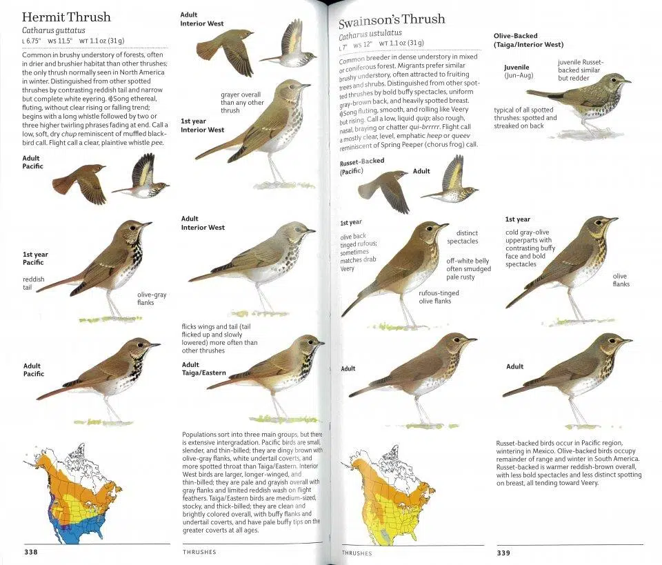 Sibley Birds West – Birds of Western North America