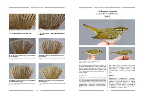 Ageing & Sexing of migratory of East Asian passerines