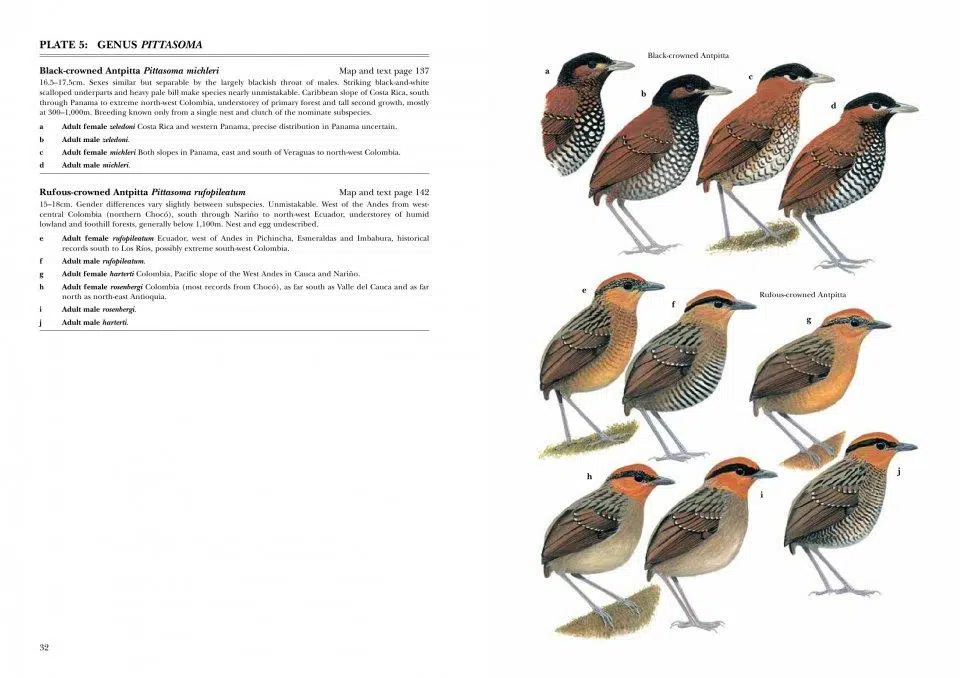 Antpittas and Gnateaters