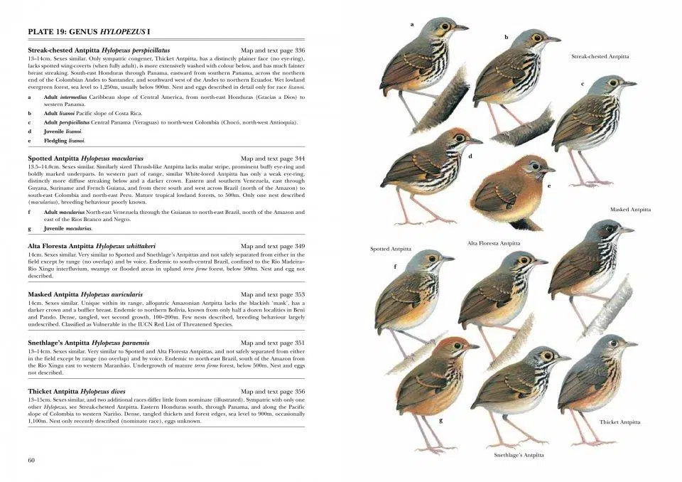 Antpittas and Gnateaters