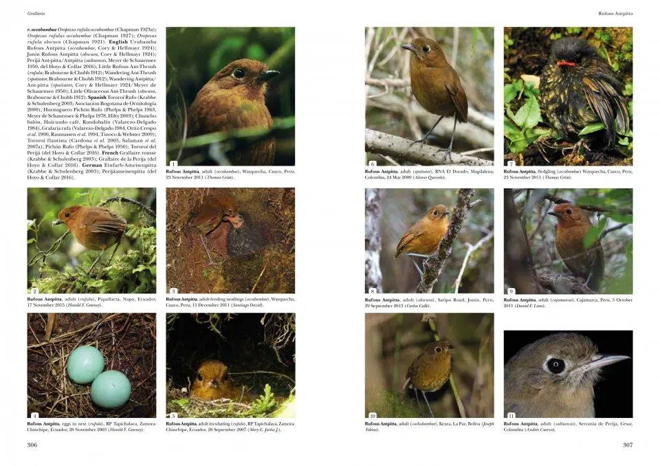 Antpittas and Gnateaters