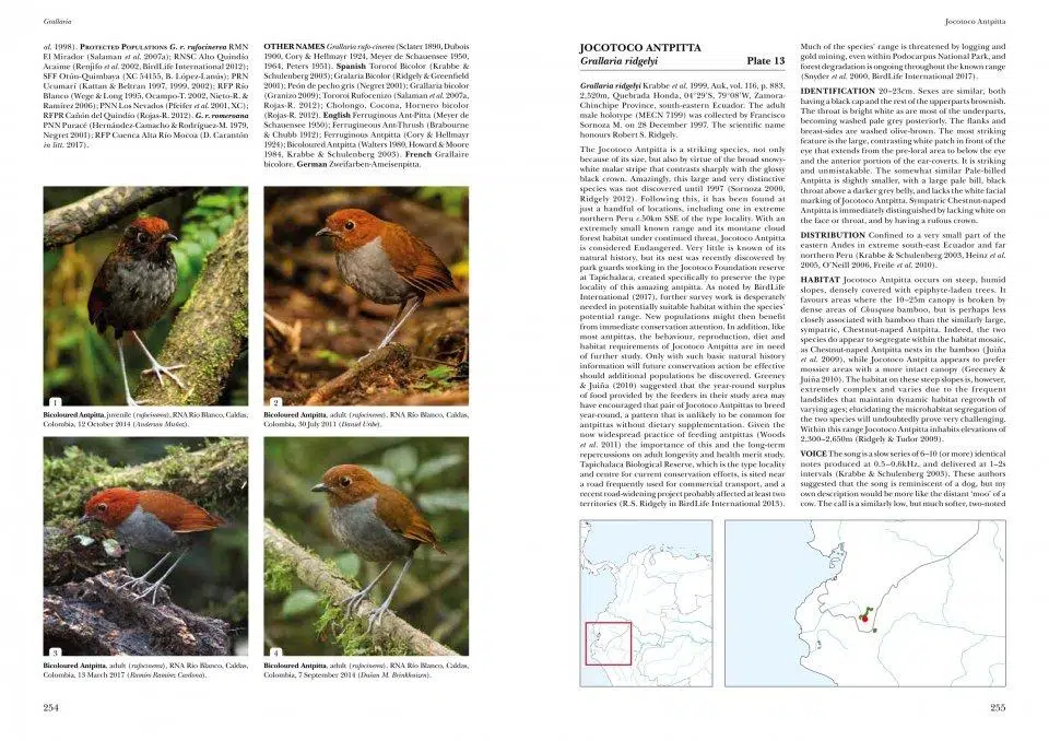 Antpittas and Gnateaters