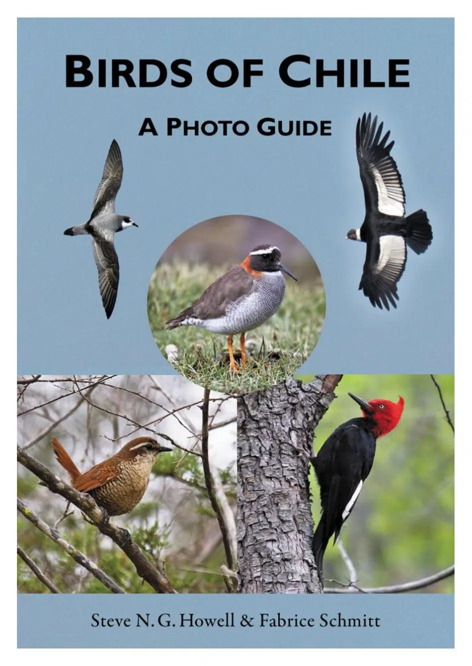 Birds of Chile – Photo guide