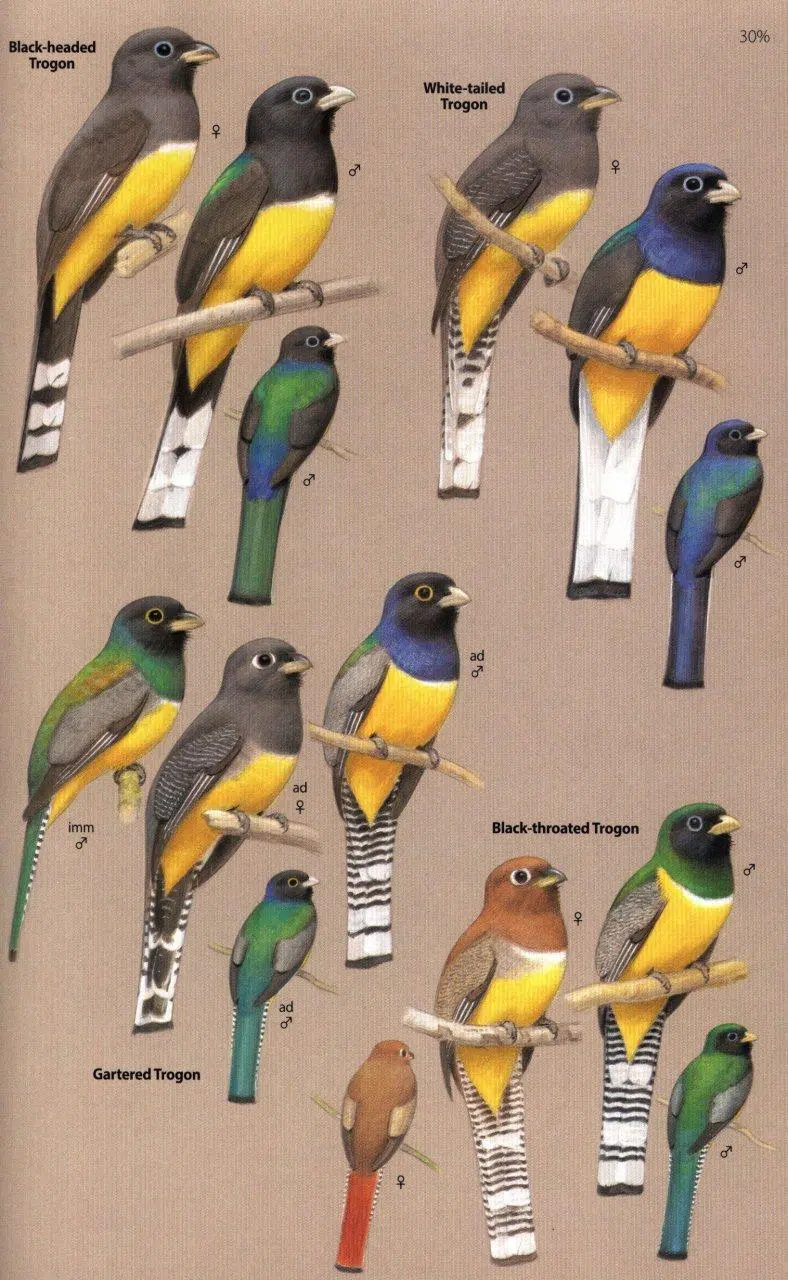 Birds of Central America