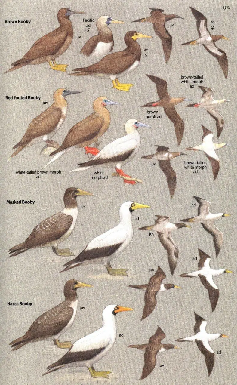 Birds of Central America