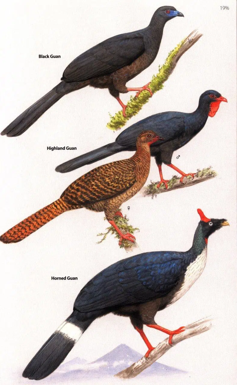 Birds of Central America