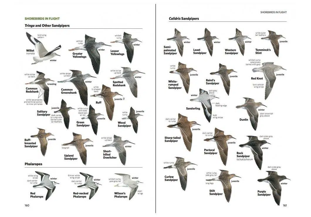 Field Guide to the Birds of North America