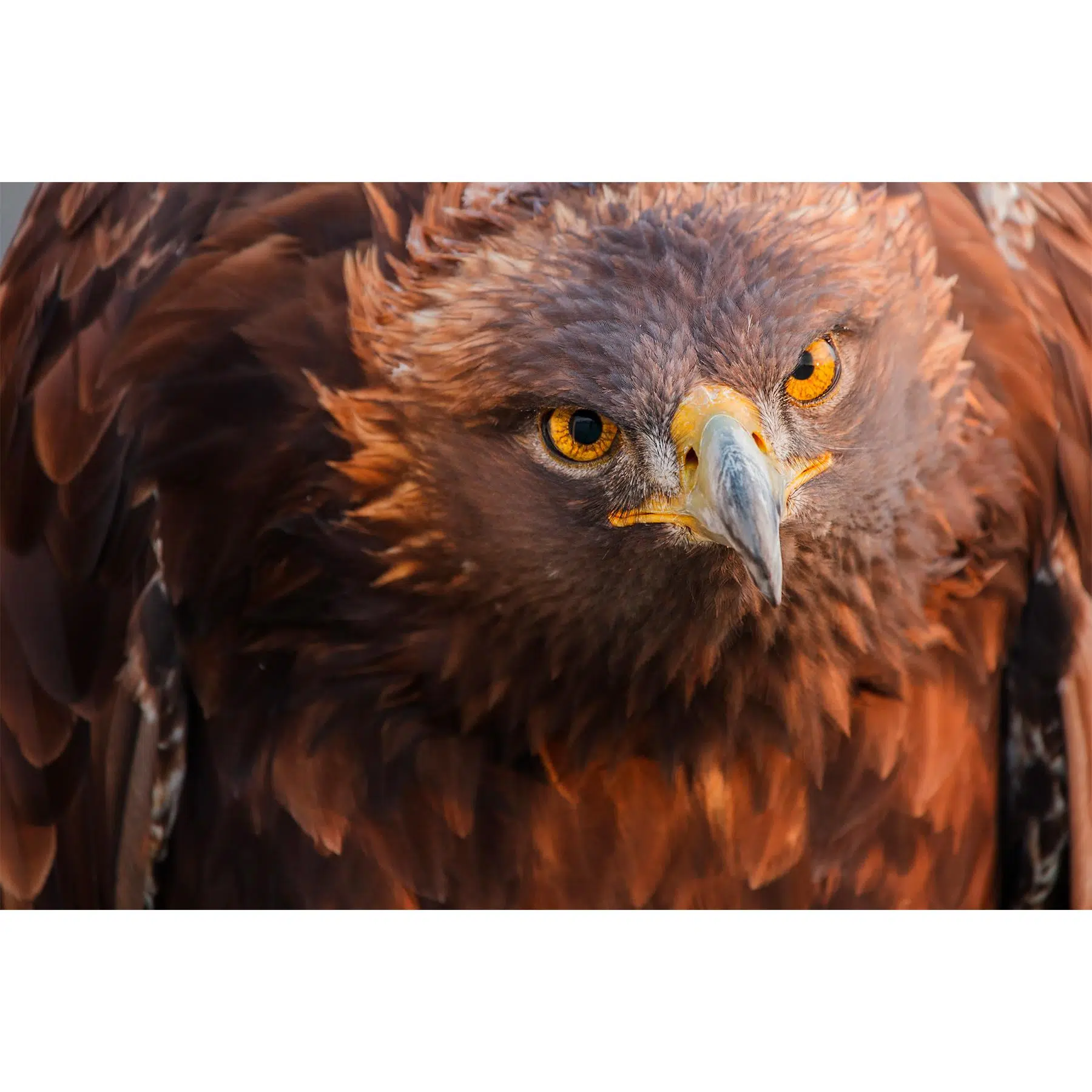 DOF BirdLife Golden Eagle 35-70x100mm teleskop