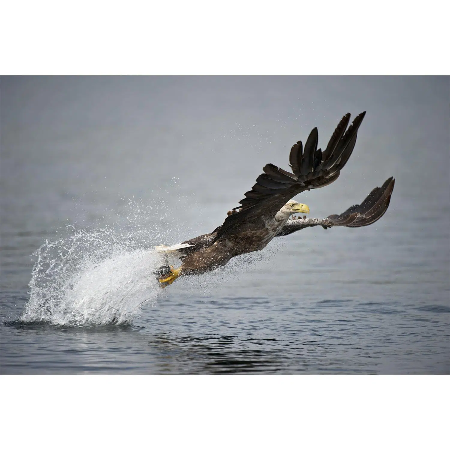 DOF BirdLife White-Tailed Eagle 25-50x82mm teleskop