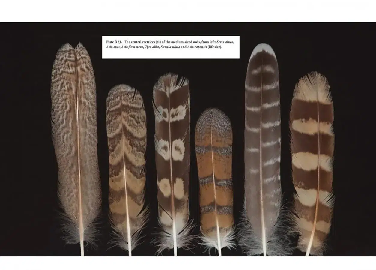 Feathers of European Owls