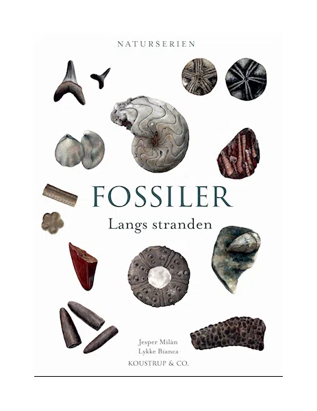 Fossiler Langs Stranden