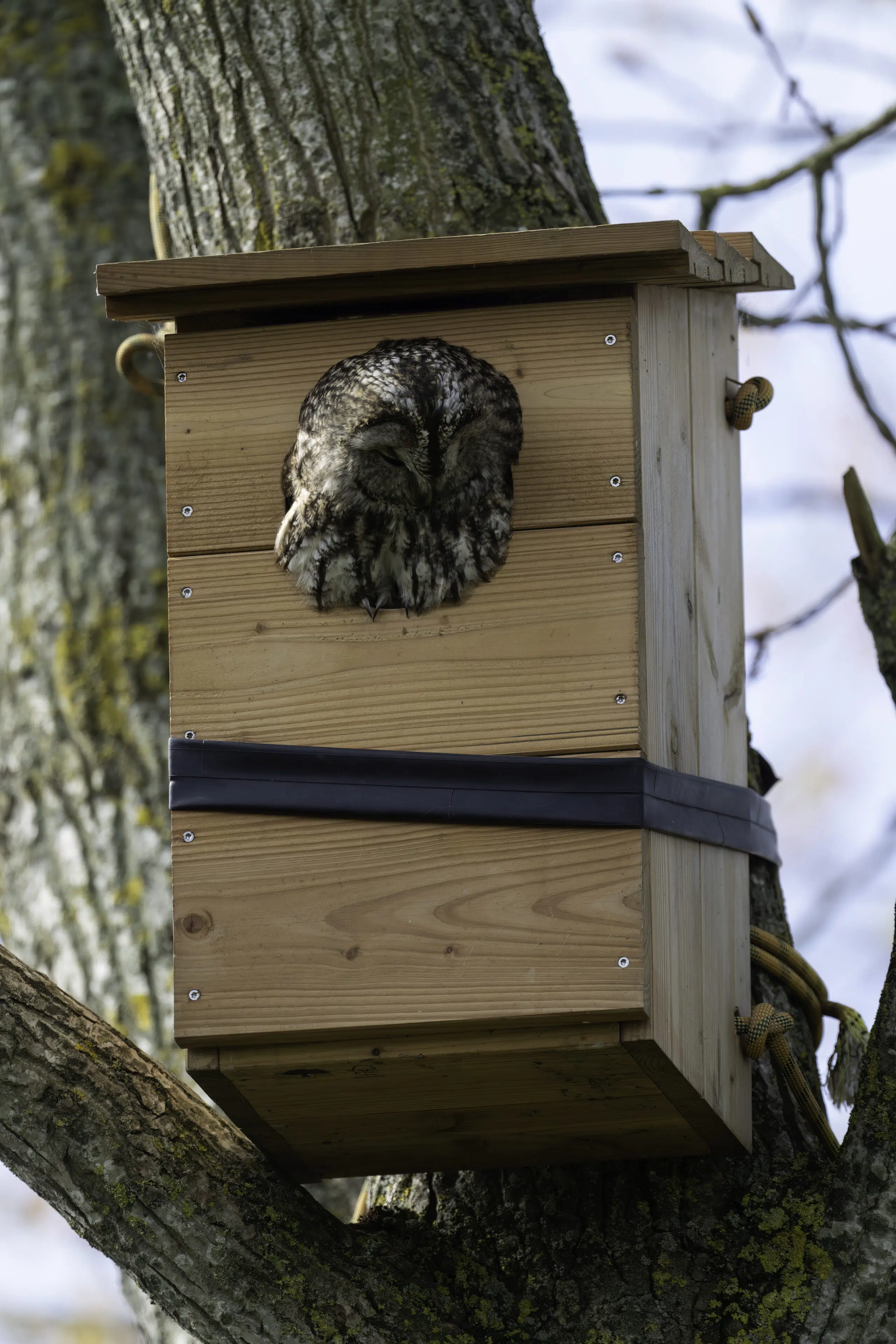 Natugle redekasse i FSC-certificeret douglasgran natugle