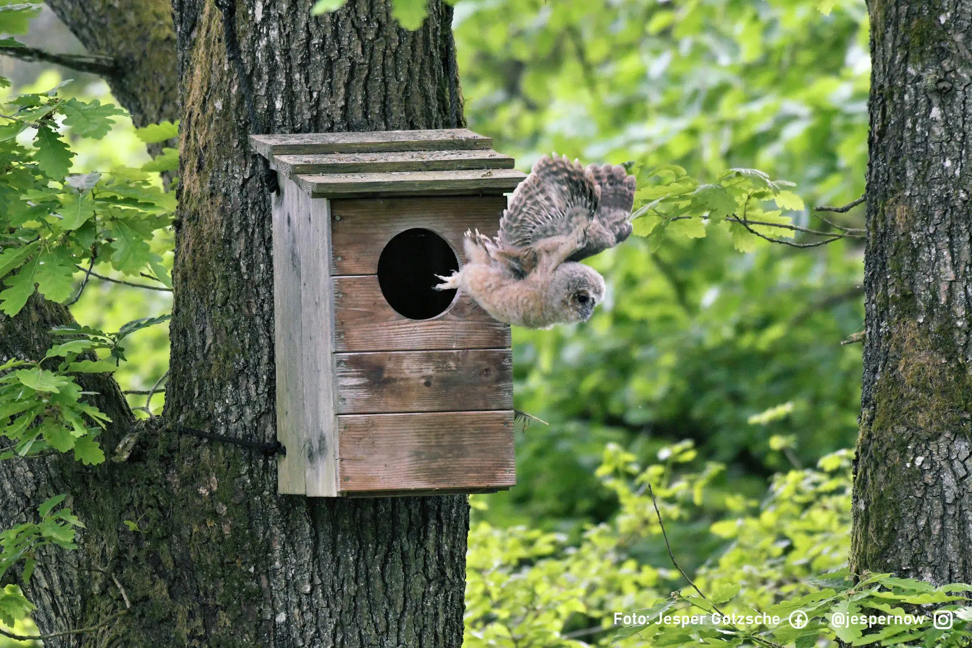 Natugle redekasse i FSC-douglasgran natugleunge