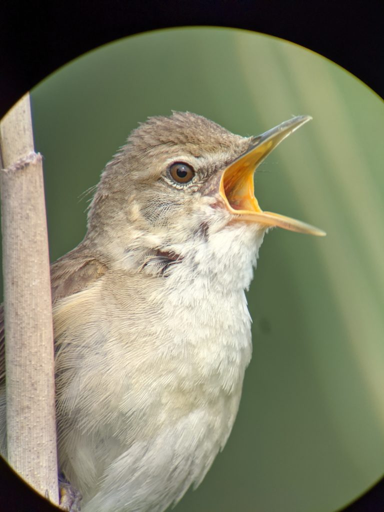 Billede af buskrørsanger taget med digiscoping