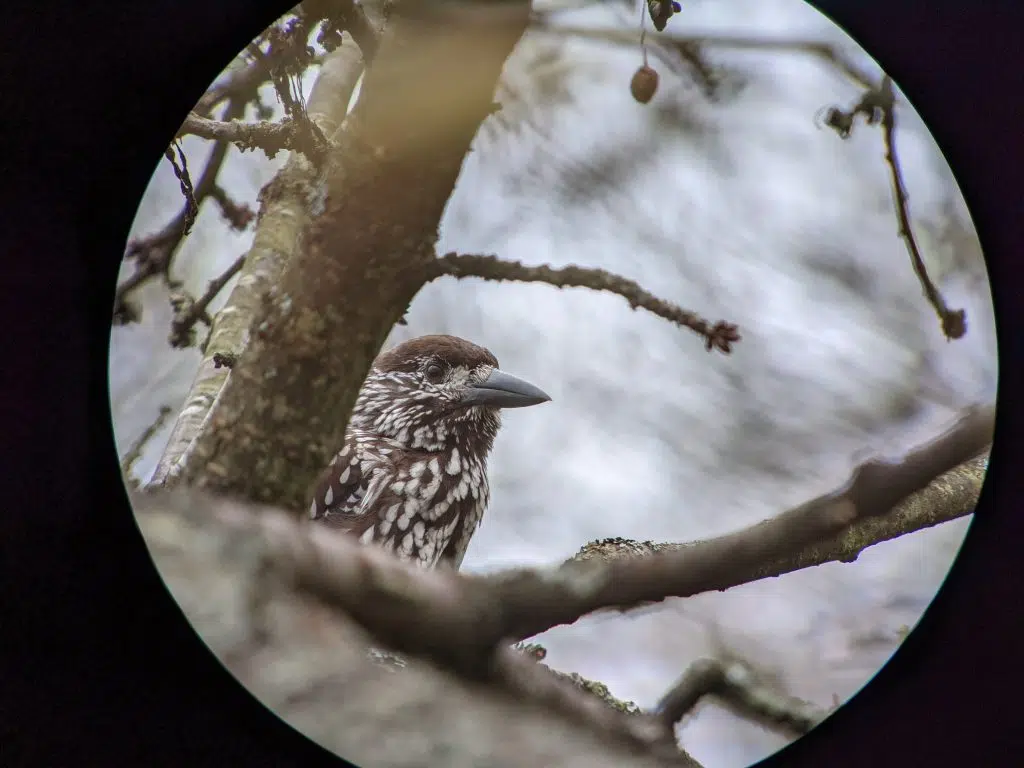 Nøddekrige i digiscope, Michael